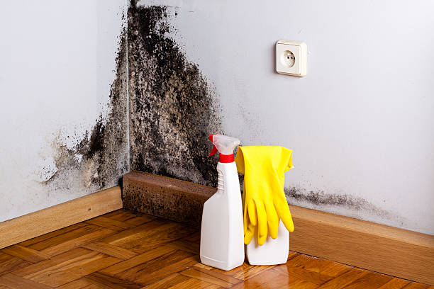 Best Kitchen Mold Remediation in Janesville, IA